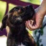 animal shelters in findlay, oh