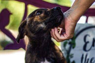 animal shelters in findlay, oh