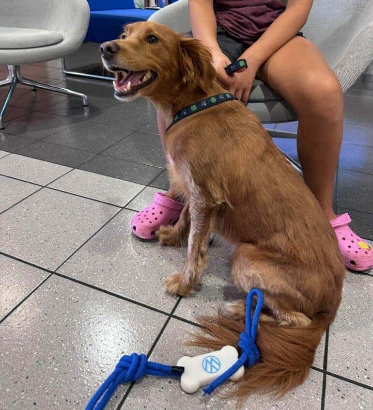 Findlay VW and Vegas Pet Rescue Project team up to help local pets in a