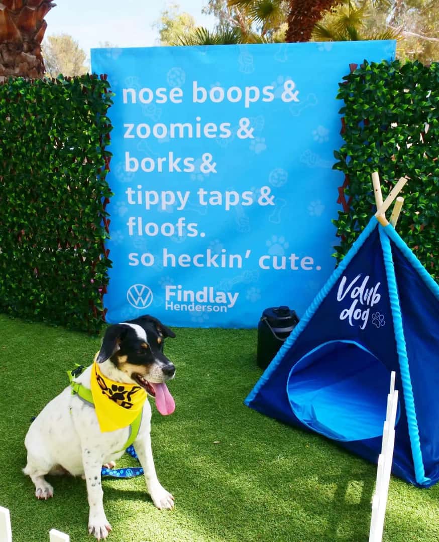 Findlay Ohio Pets: Top 10 Animals Seeking Homes - fal5xaa