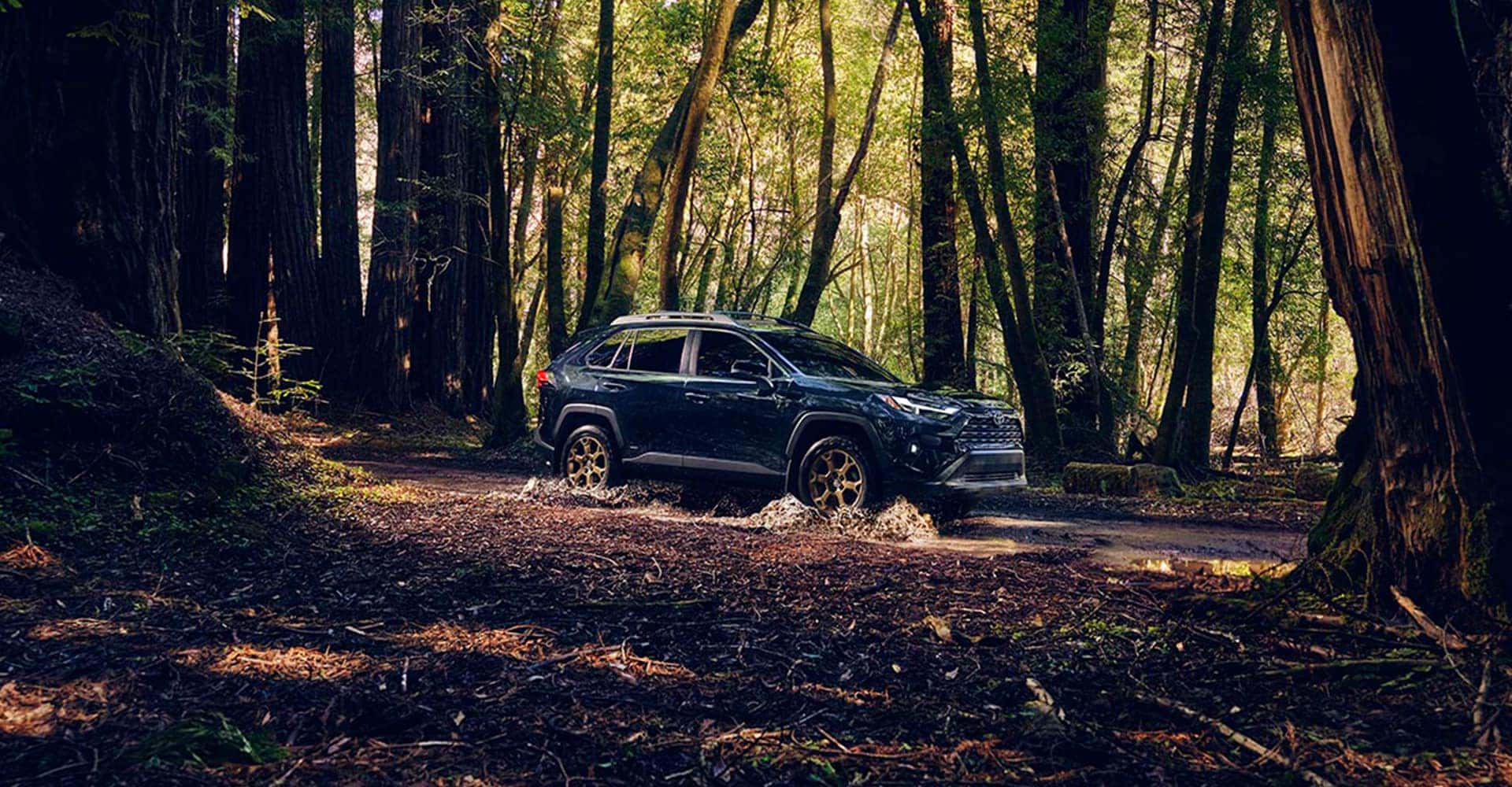 rav4 driving in the woods
